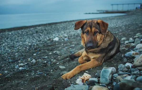 Взгляд, камни, друг, берег