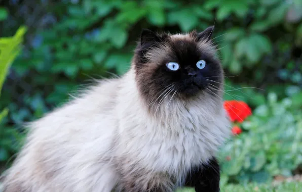 Кошка, глаза, шерсть