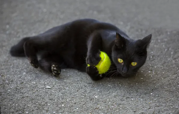 Глаза, кот, взгляд, черный, мячик
