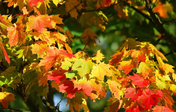 Картинка осень, листья, клен