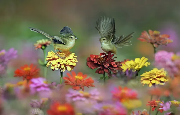 Картинка цветы, птицы, крылья, луг, хвост