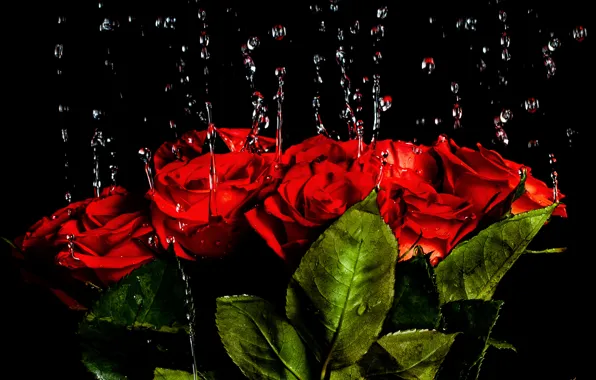 Вода, капли, свет, фон, розы, букет, Red, красивые