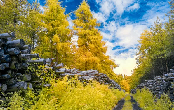 Картинка дорога, осень, лес, небо, облака, деревья, бревна