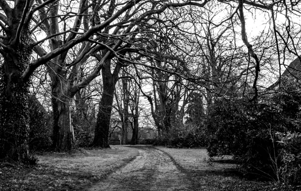 Картинка дорога, деревья, ветки, природа, черно-белый, white, black, trees