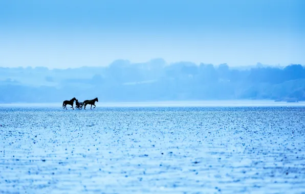 Картинка природа, туман, цвет, кони