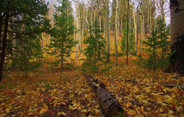 Картинка осень, лес, листья, деревья, ствол