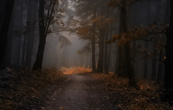 Картинка осень, лес, листья, деревья, туман, вечер, forest, Nature