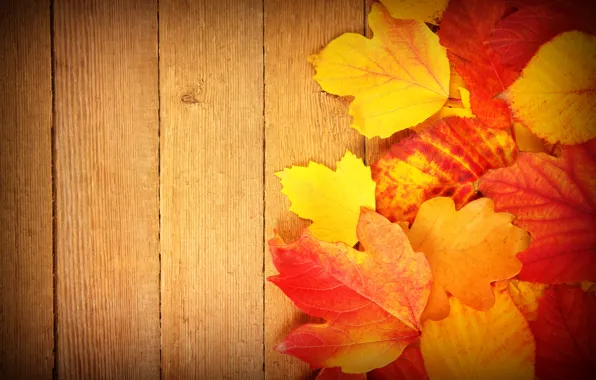 Картинка осень, листья, фон, доски, colorful, клен, wood, background