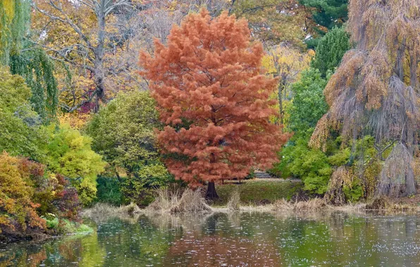 Pool, water, autumn, leaves, autumn colors, fall, foliage, raining