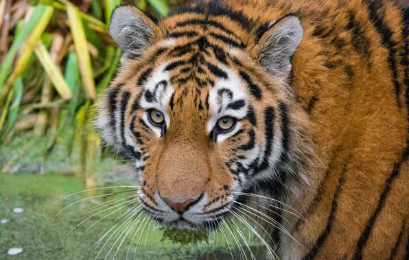 Картинка взгляд, морда, Амурский тигр