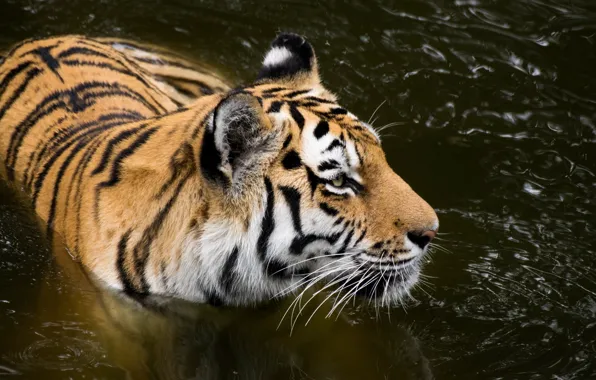 Картинка морда, хищник, купание, дикая кошка, водоем, амурский тигр
