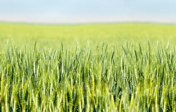 Картинка пшеница, поле, деревни, боке, фермы, поле пшеницы