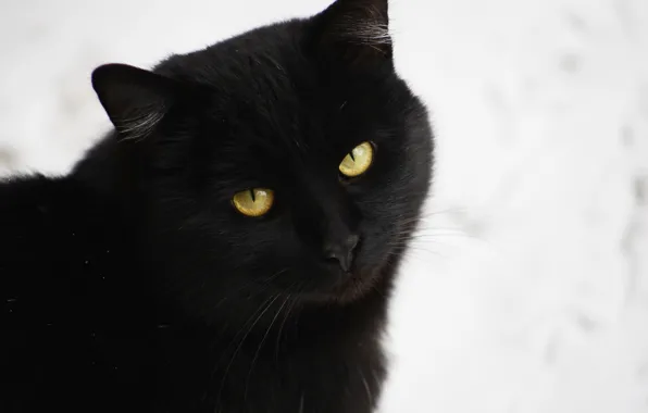 Картинка кот, фон, черный