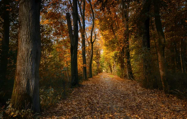 Картинка дорога, осень, лес, листья, деревья