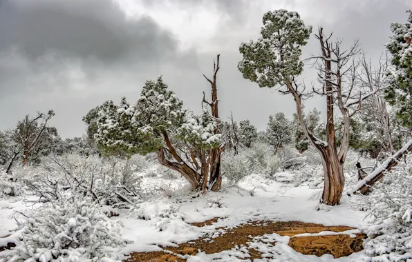 Snow, Mesa Verde National Park, Juniper trees