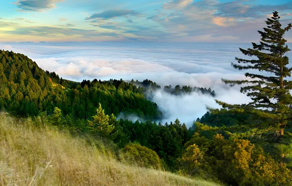 Картинка лес, небо, облака, горы, туман, склон