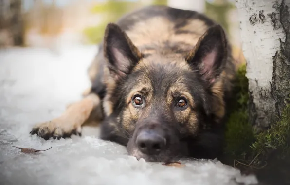 Взгляд, друг, собака