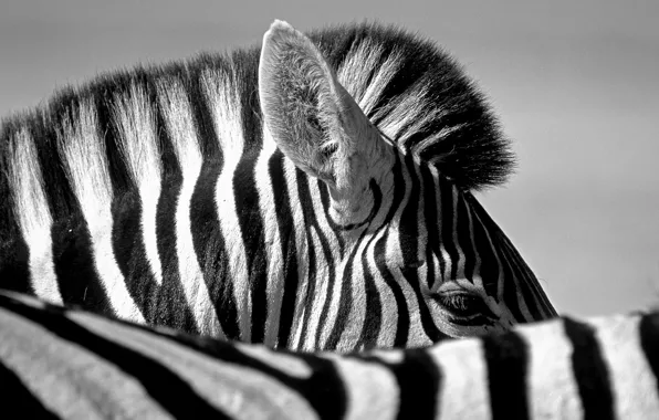 Зебра, зебры, чёрно - белое фото