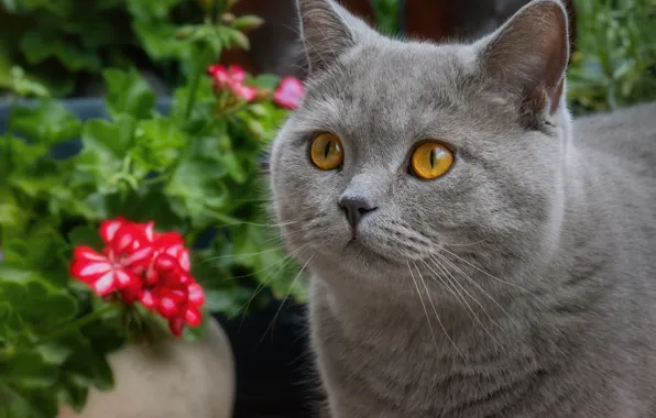 Кошка, кот, взгляд, морда, цветы, портрет, серая, желтые глаза
