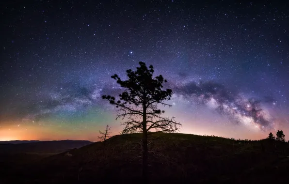 Картинка небо, звезды, ночь, дерево, млечный путь