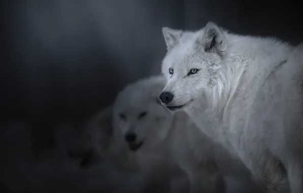 Картинка взгляд, волки, Полярный волк