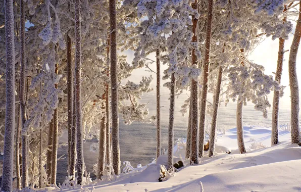 Картинка зима, иней, вода, снег, деревья, красота