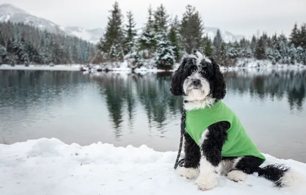 Картинка зима, лес, снег, горы, отражение, черно-белый, берег, собака