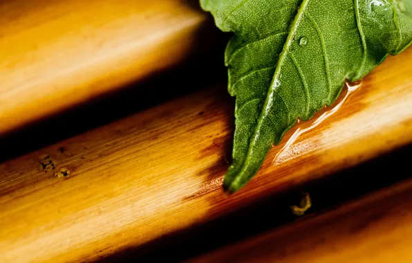Картинка green, wood, water, leaf, close up
