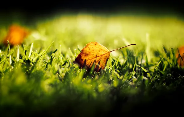 Картинка осень, трава, листик, боке