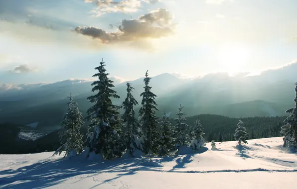 Холод, зима, солнце, снег, деревья, горы, природа, дерево