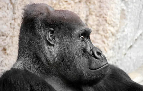 Портрет, обезьяна, gorilla