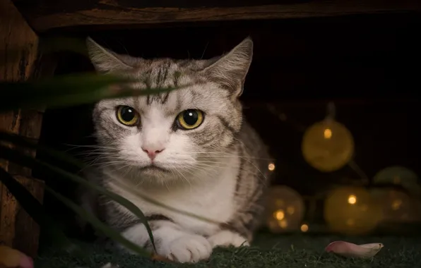 Кошка, трава, кот, взгляд, шарики, поза, темный фон, доски