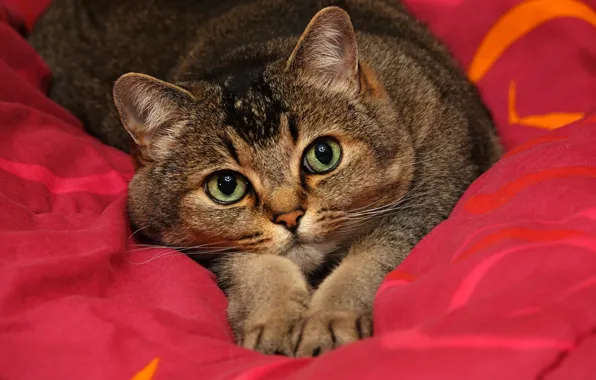 Кошка, кот, взгляд, морда, поза, серый, портрет, лапы