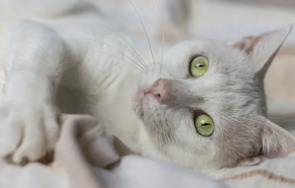 Кошка, кот, взгляд, зелёные глаза