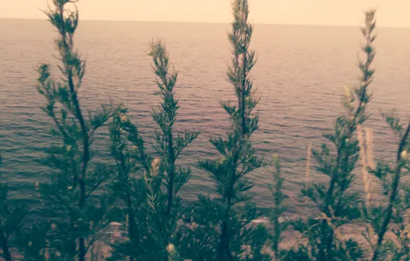 Sea, nature, flowers, beautiful, sundown, plants, cliff