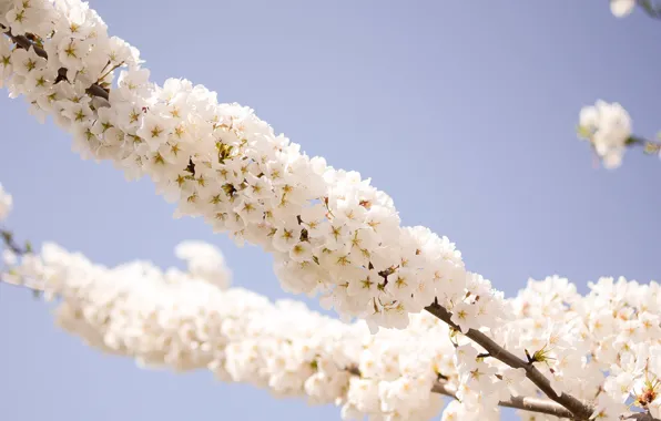 Картинка макро, ветка, весна, цветочки, Spring, blossoms, makro, flowering