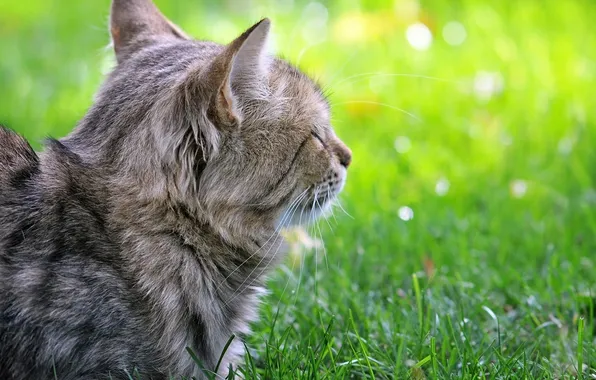 Картинка зелень, кошка, трава, кот, газон, котэ, лежа