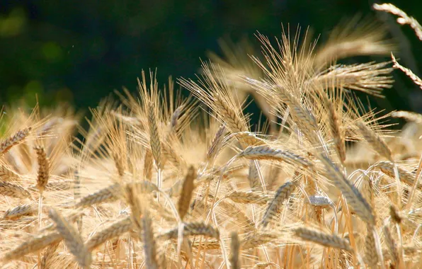 Картинка wheat, grains, Brown, planting