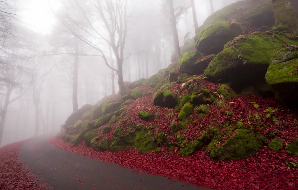 Картинка дорога, осень, листья, деревья, туман
