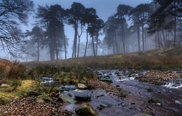 Картинка деревья, туман, ручей, камни