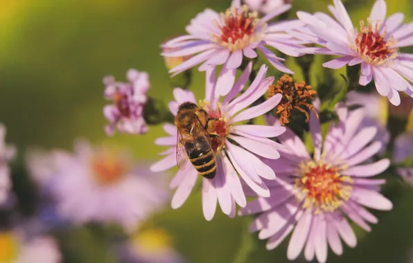 Flower, bee, aster