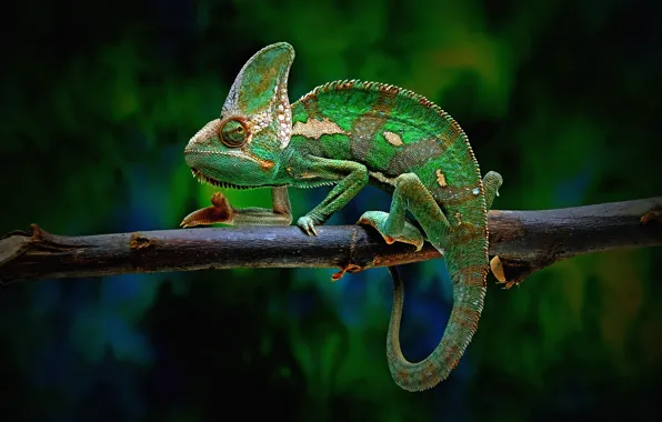 Download wallpaper 1680x1050 chameleon, reptile, color, bright hd background