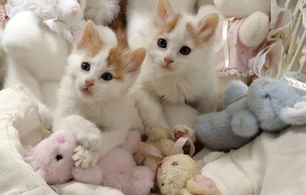 Картинка игрушки, пара, котята, белые