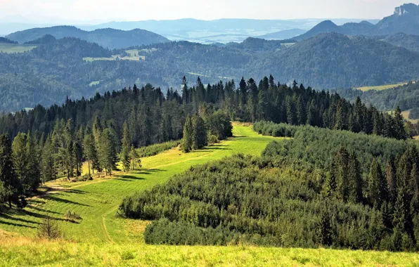 Лес, деревья, горы, панорама, солнечно, опушка