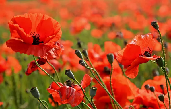 Картинка поле, маки, луг