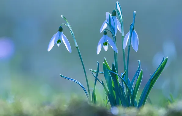 Цветы, природа, весна, подснежники, белые, первоцветы, весенние цветы