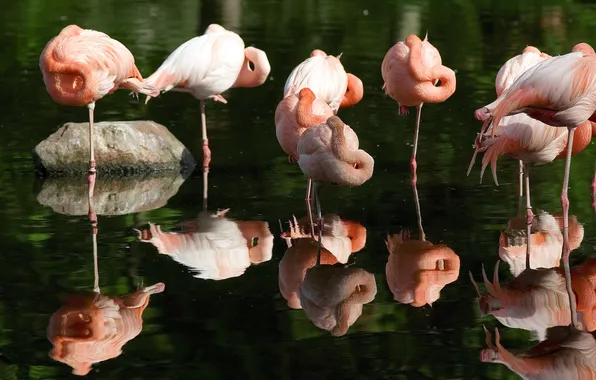 Картинка вода, отражение, розовые, фламинго, Flamingo