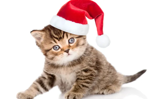 Взгляд, котенок, шапка, маленький, Рождество, милый, Christmas, kittens