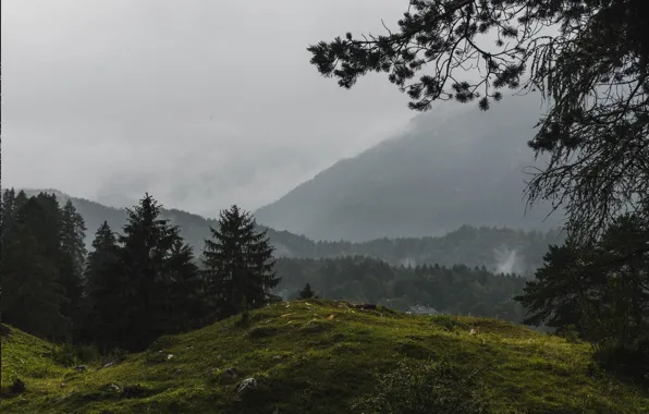 Лес, горы, Германия, Бавария, Грайнау