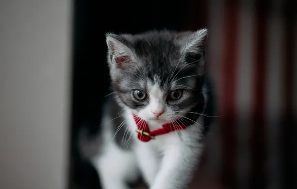 Кошка, кот, темный фон, котенок, портрет, ошейник
